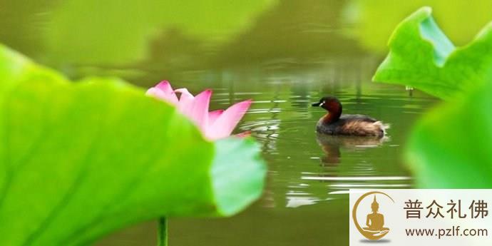 为何有些人积集善业到最后是痛苦的呢