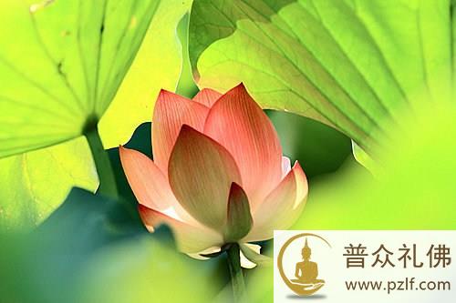 为何吃肉是杀生犯戒，而吃蔬菜水果却不算呢