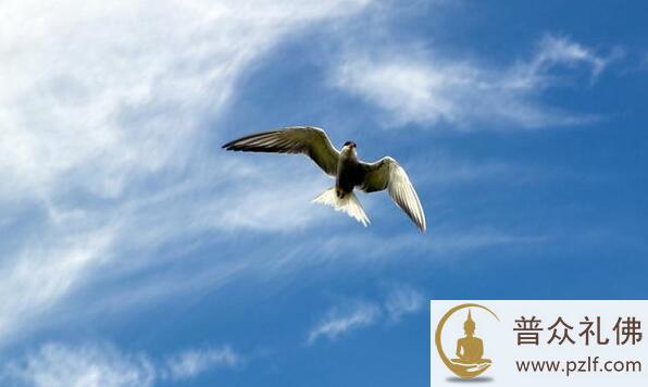 万物有灵:动物是我们的好朋友 \