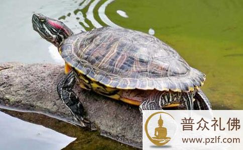 不适宜放生的动物介绍 \