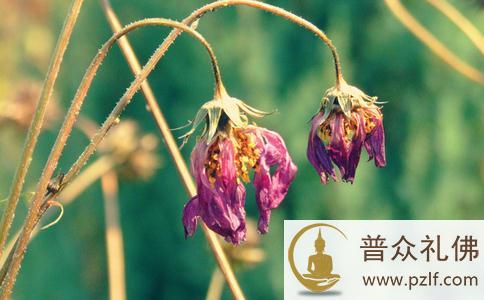 为什么有些人学佛,家庭却不和睦? 为什么有些人学佛,家庭却不和睦?