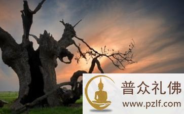 为何大孝子被雷劈死 \