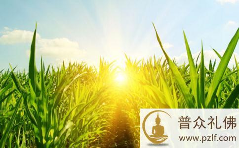 为何可以杀吃植物，但杀吃动物就造业？