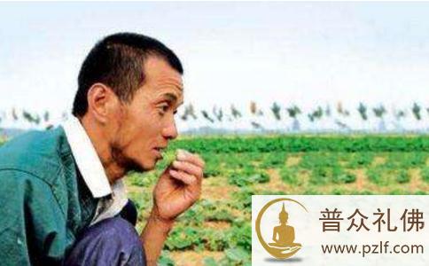 五亩谷子喂麻雀-安金磊 五亩谷子喂麻雀-安金磊