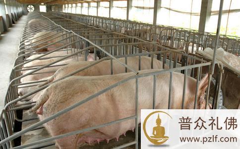 一只猪、一只绵羊和一头乳牛,被关在一起…… 一只猪、一只绵羊和一头乳牛,被关在一起……