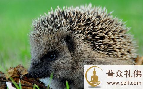 为生命让路 对生命敬畏