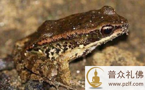 亲眼所见的事实：田鸡索命