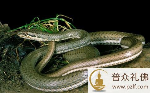 为显摆威风残忍杀蛇，却让儿子终生成了跛子