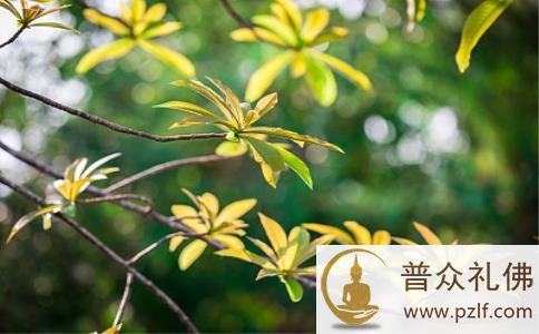 济群法师:万法皆是缘起,第一缘如何而起?谁决定因果报应? 济群法师:万法皆是缘起,第一缘如何而起?谁决定因果报应?