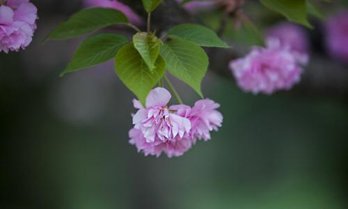 菩萨本行经全文