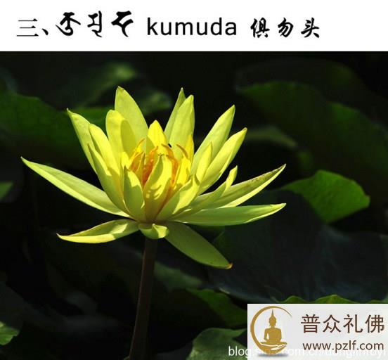 五种佛教的莲花