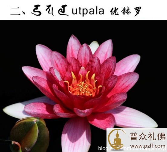 五种佛教的莲花