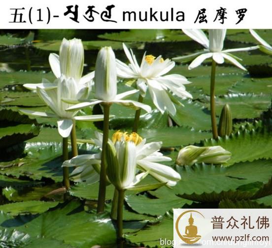 五种佛教的莲花
