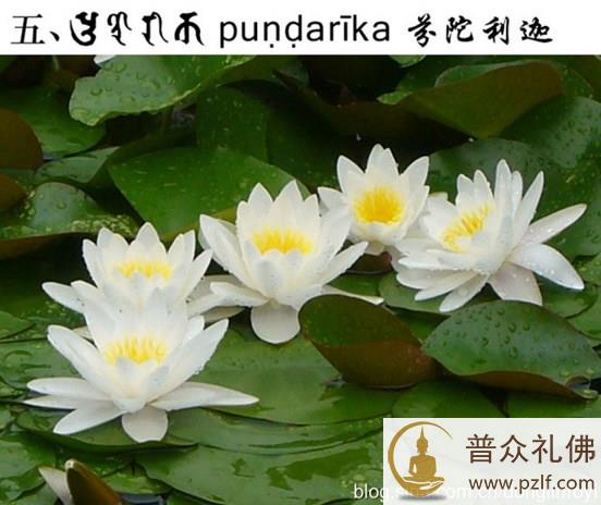五种佛教的莲花