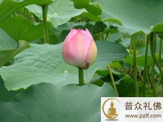 不要攀缘，要远离名利，老实念佛