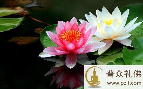 一心念佛,是为自己要事