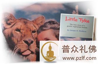 一只吃素的狮子,感动了全世界