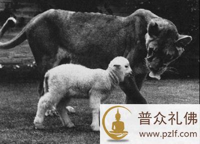 一只吃素的狮子,感动了全世界