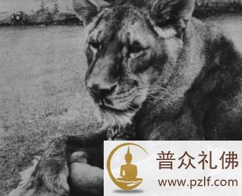 一只吃素的狮子,感动了全世界