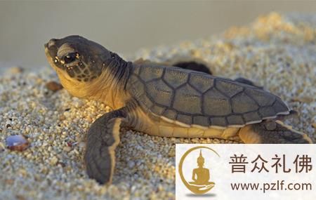 为报恩情,乌龟河边收集碎金为他换耕牛